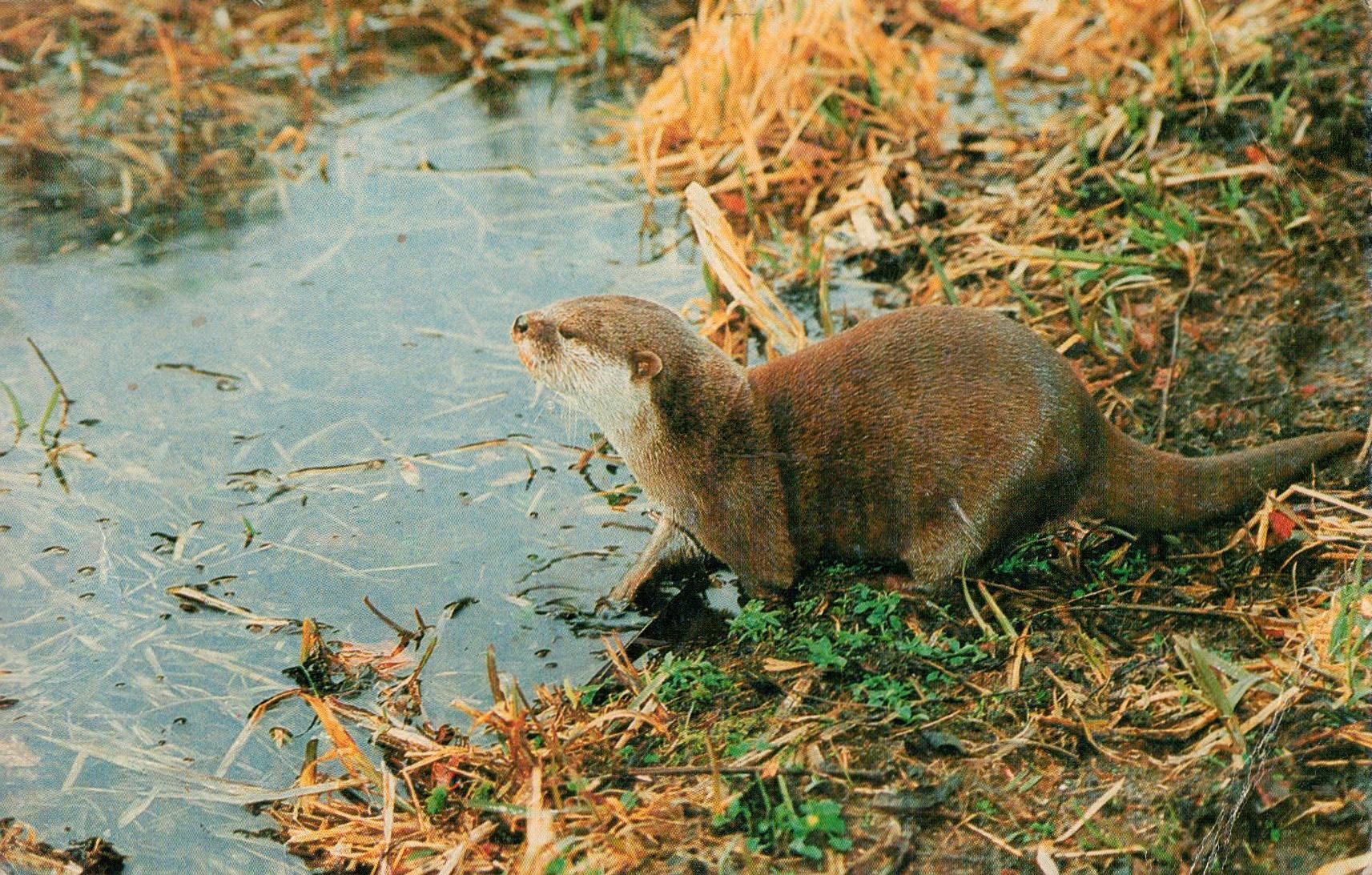 Otters | Daphne Neville