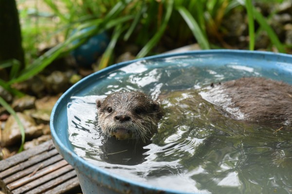 Rudi the Otter swimming