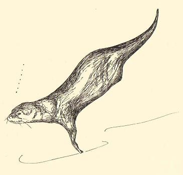 Otter swimming underwater by Sophie Neville