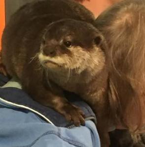 Rudi the Otter