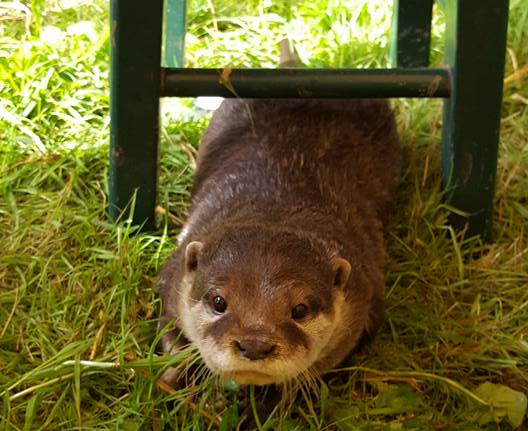 Rudi the Otter - photo Sue Reiki