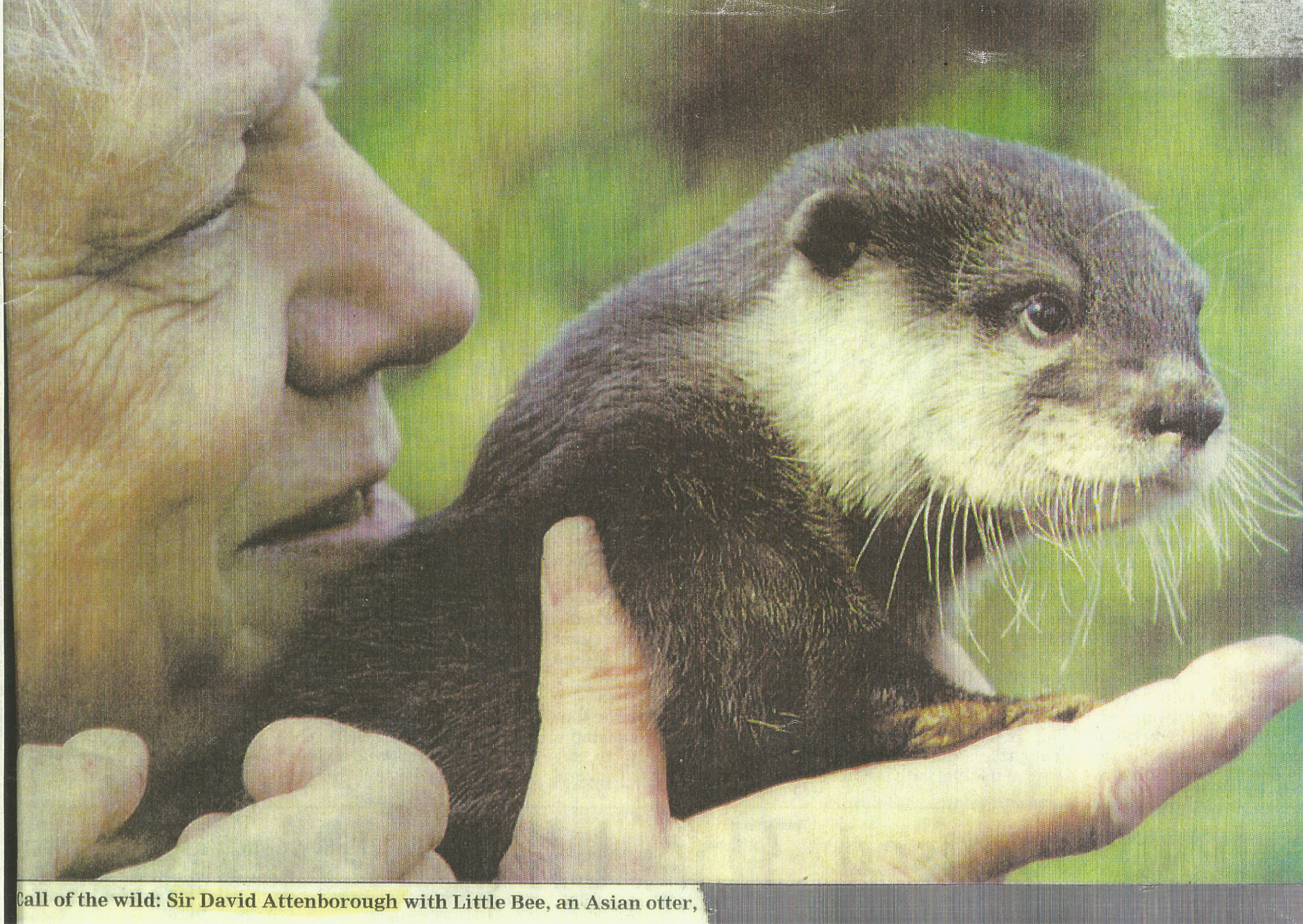 Sir David Attenbrough with one of the tame otter cubs
